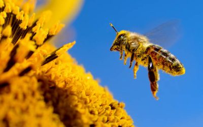 A bee flies over a sunflower, pollinates and collects honey